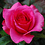 Hope_Nesmith Hope_Nesmith